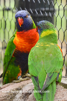 columbus zoo 3 4x6 logo